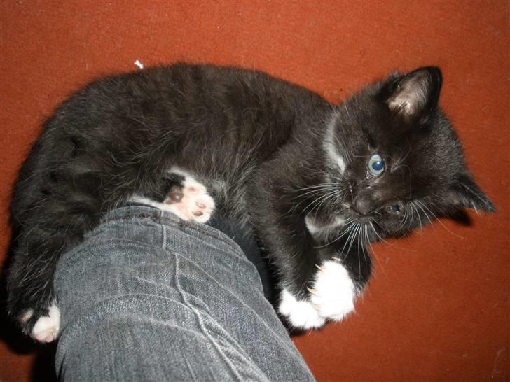 Huskat Ponyo's Mizuki (Solgt) - D. 27/9-10 - Foto: SR billede 16