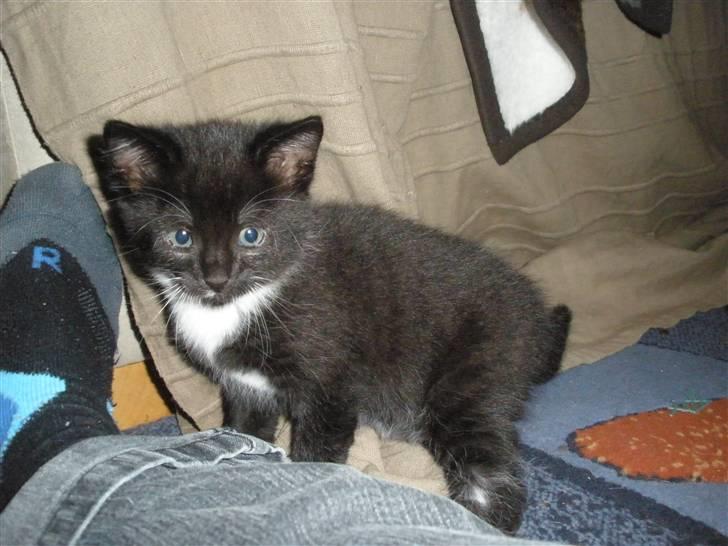 Huskat Ponyo's Mizuki (Solgt) - D. 1/10-10 - Foto: SR billede 17