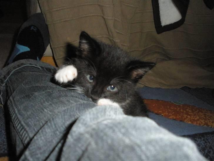 Huskat Ponyo's Mizuki (Solgt) - D. 1/10-10 - Foto: SR billede 18