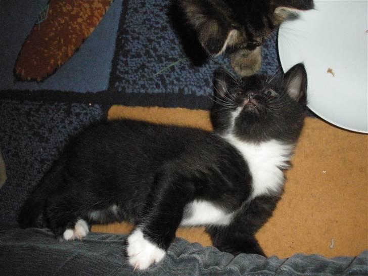 Huskat Ponyo's Mizuki (Solgt) - D. 1/10-10 - Foto: SR billede 19