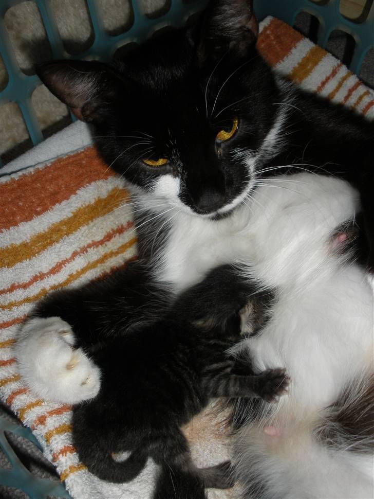 Huskat Ponyo's Maki (Solgt) - D. 27/8-10 - Foto: SR billede 4