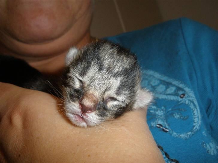 Huskat Ponyo's Maki (Solgt) - D. 27/8-10 - Foto: SR billede 5