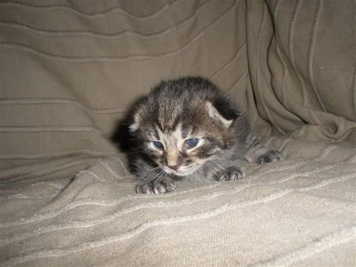 Huskat Ponyo's Maki (Solgt) - D. 8/9-10 - Foto: SR billede 6