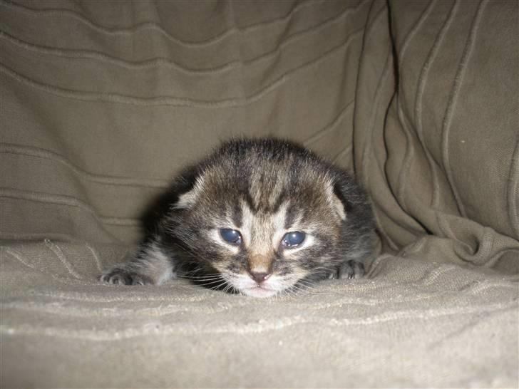 Huskat Ponyo's Maki (Solgt) - D. 8/9-10 - Foto: SR billede 7