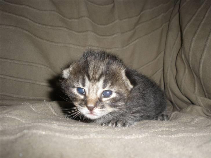 Huskat Ponyo's Maki (Solgt) - D. 8/9-10 - Foto: SR billede 8