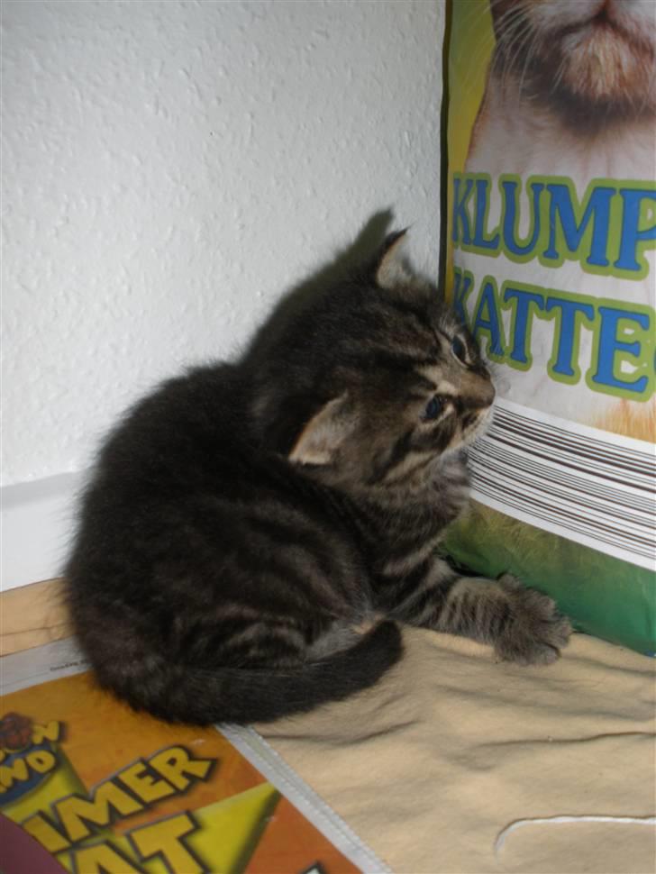 Huskat Ponyo's Maki (Solgt) - D. 20/9-10 - Foto: SR billede 10