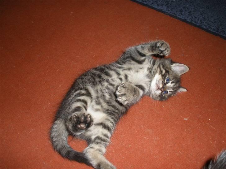 Huskat Ponyo's Maki (Solgt) - D. 27/9-10 - Foto: SR billede 11