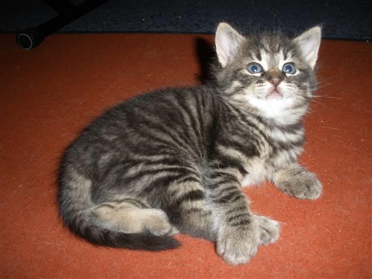 Huskat Ponyo's Maki (Solgt) - D. 27/9-10 - Foto: SR billede 12