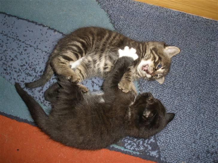 Huskat Ponyo's Maki (Solgt) - D. 27/9-10 - Foto: SR billede 13