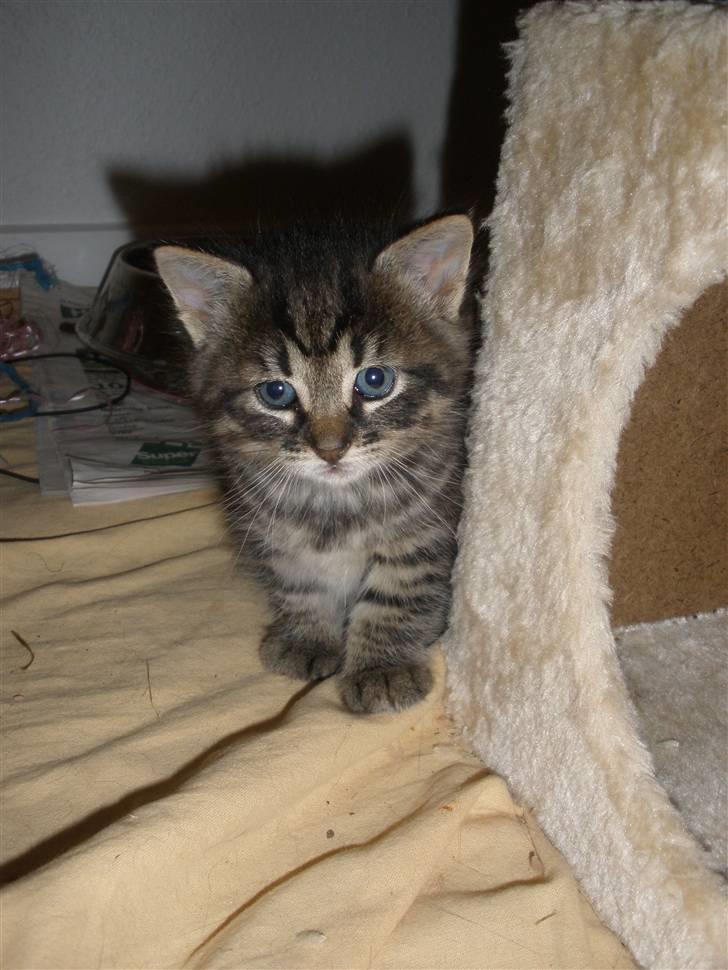 Huskat Ponyo's Maki (Solgt) - D. 27/9-10 - Foto: SR billede 14