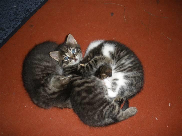 Huskat Ponyo's Maki (Solgt) - D. 27/9-10 - Foto: SR billede 15