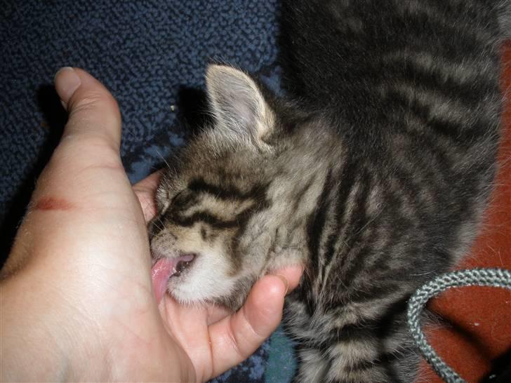 Huskat Ponyo's Maki (Solgt) - D. 27/9-10 - Foto: PR billede 16