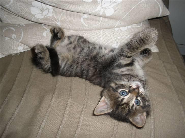 Huskat Ponyo's Maki (Solgt) - D. 27/9-10 - Foto: SR billede 17