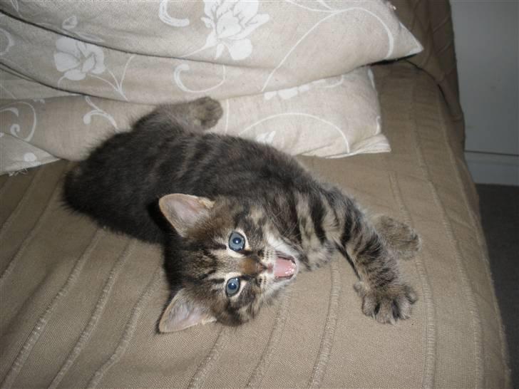 Huskat Ponyo's Maki (Solgt) - D. 27/9-10 - Foto: SR billede 18