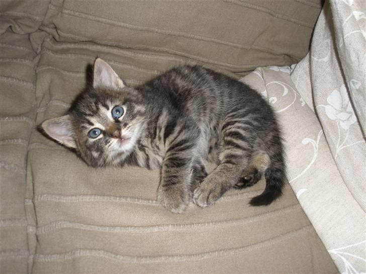 Huskat Ponyo's Maki (Solgt) - D. 27/9-10 - Foto: SR billede 19