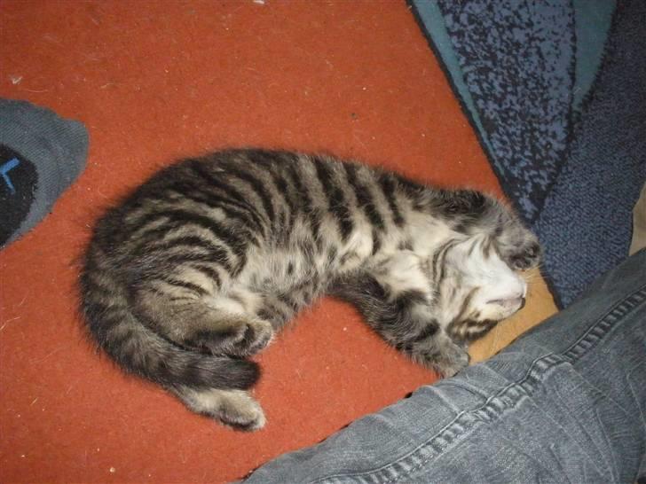 Huskat Ponyo's Maki (Solgt) - D. 1/10-10 - Foto: SR billede 20