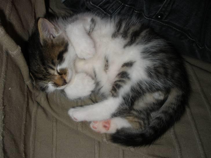 Huskat Ponyo's Kyo - D. 27/9-10 - Foto: SR billede 1