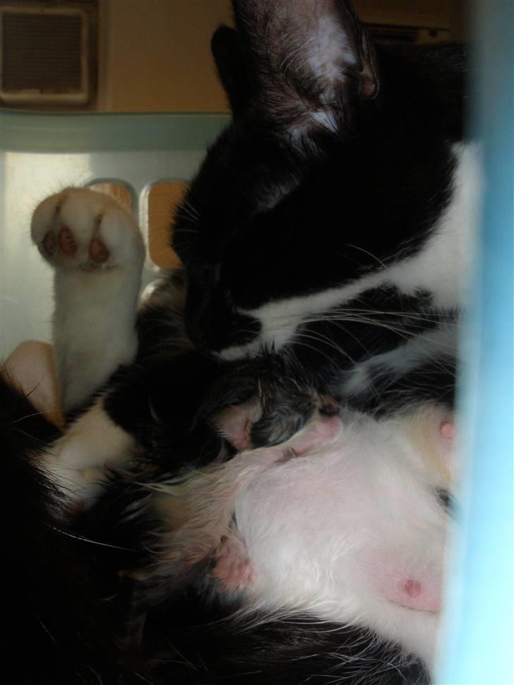 Huskat Ponyo's Kyo - D. 27/8-10 - Foto: SR billede 2