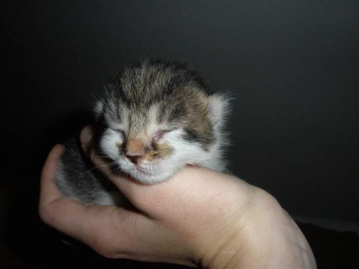 Huskat Ponyo's Kyo - D. 29/8-10 - Foto: SR billede 3