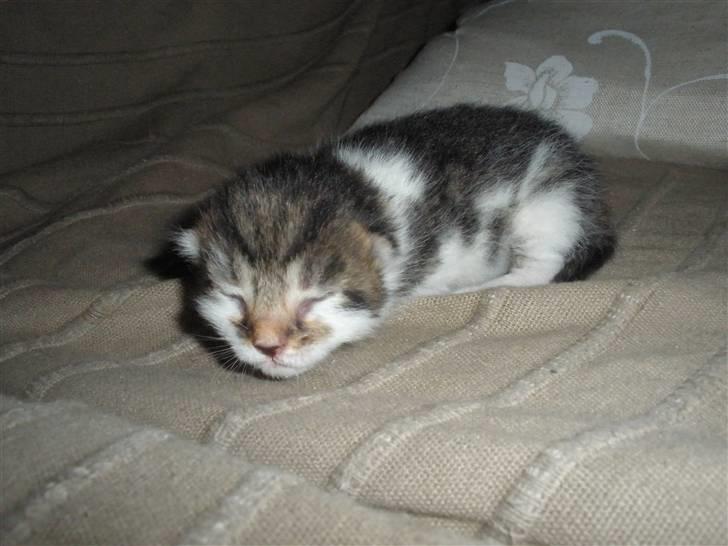 Huskat Ponyo's Kyo - D. 29/8-10 - Foto: SR billede 4