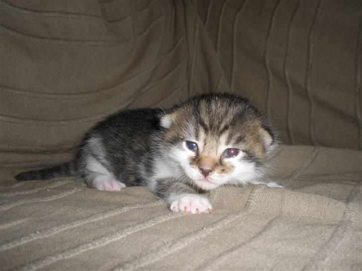 Huskat Ponyo's Kyo - D. 8/9-10 - Foto: SR billede 5