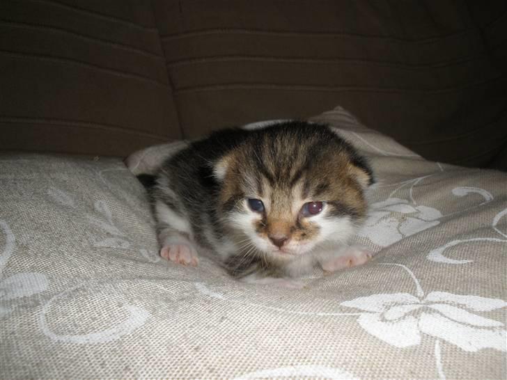 Huskat Ponyo's Kyo - D. 8/9-10 - Foto: SR billede 6