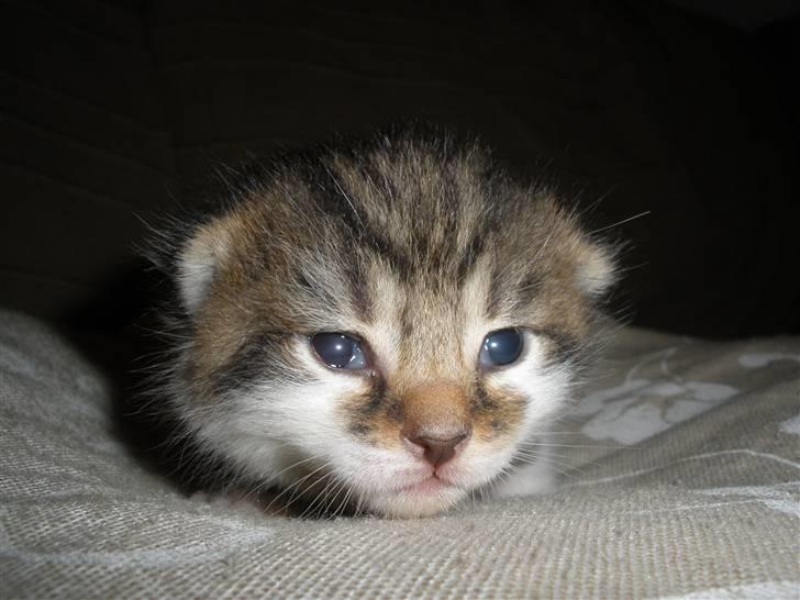 Huskat Ponyo's Kyo - D. 8/9-10 - Foto: SR billede 7