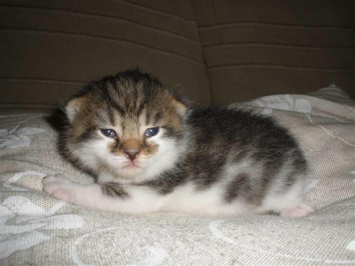 Huskat Ponyo's Kyo - D. 8/9-10 - Foto: SR billede 8