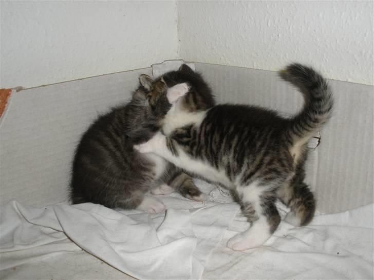 Huskat Ponyo's Kyo - D. 20/9-10 - Foto: SR billede 10