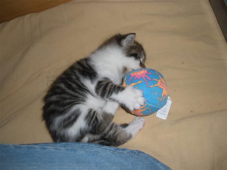 Huskat Ponyo's Kyo - D. 20/9-10 - Foto: SR billede 11