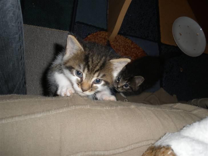 Huskat Ponyo's Kyo - D. 27/9-10 - Foto: SR billede 12