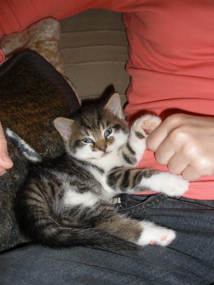 Huskat Ponyo's Kyo - D. 27/9-10 - Foto: JB billede 13