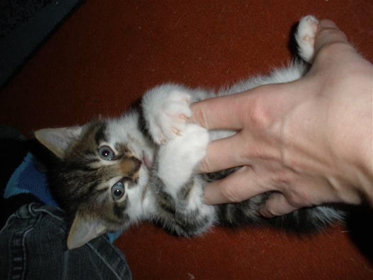 Huskat Ponyo's Kyo - D. 1/10-10 - Foto: SR billede 14