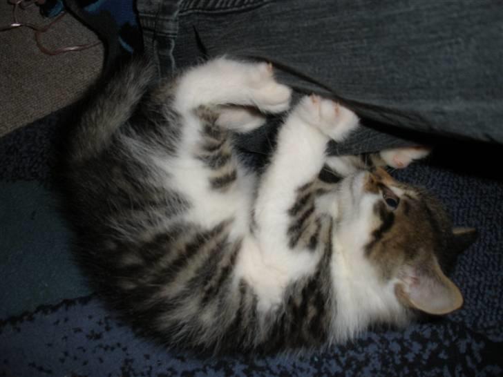 Huskat Ponyo's Kyo - D. 1/10-10 - Foto: SR billede 15