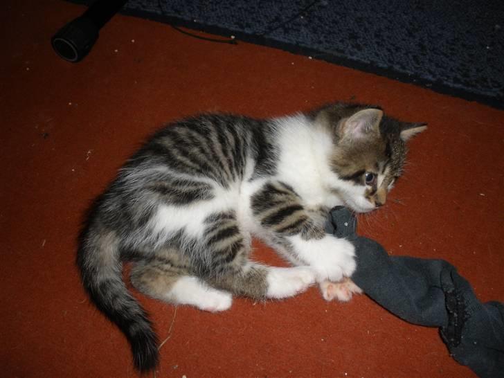 Huskat Ponyo's Kyo - D. 1/10-10 - Foto: SR billede 16