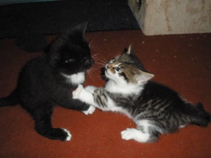 Huskat Ponyo's Kyo - D. 1/10-10 - Foto: SR billede 17