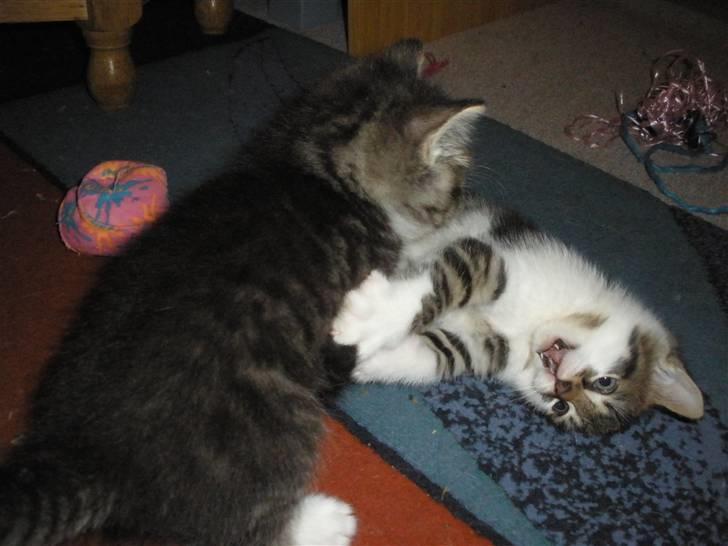 Huskat Ponyo's Kyo - D. 1/10-10 - Foto: SR billede 18