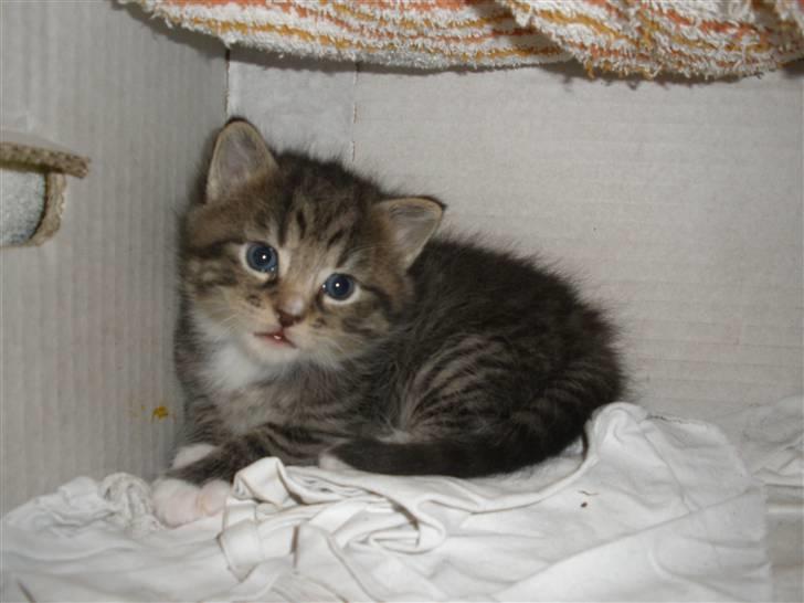 Huskat Ponyo's Yuki (Solgt) - D. 20/9-10 - Foto: SR billede 1