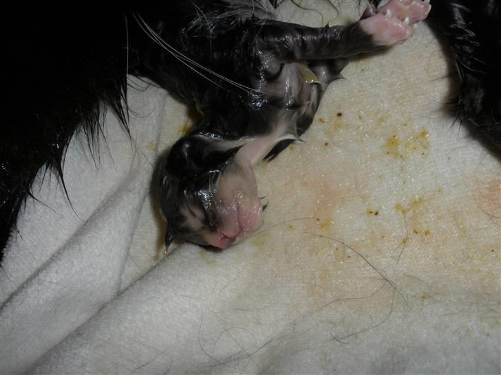 Huskat Ponyo's Yuki (Solgt) - D. 27/8-10 - Foto: SR billede 2