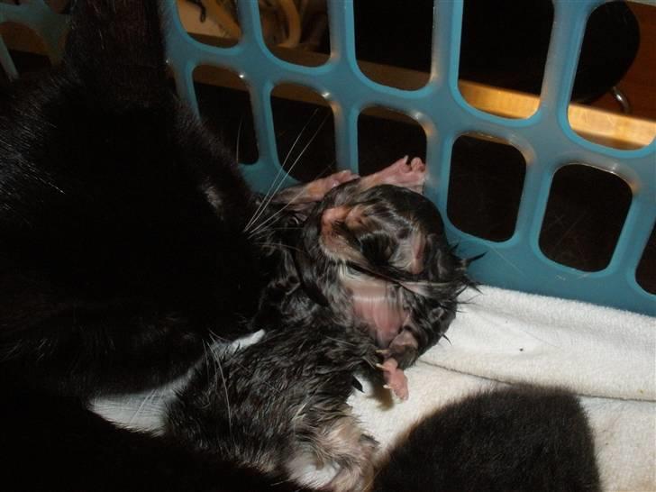 Huskat Ponyo's Yuki (Solgt) - D. 27/8-10 - Foto: SR billede 3