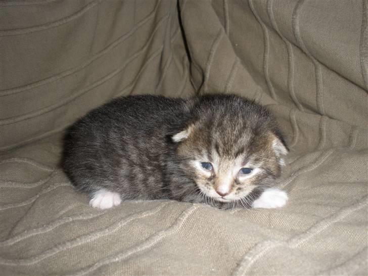 Huskat Ponyo's Yuki (Solgt) - D. 8/9-10 - Foto: SR billede 4