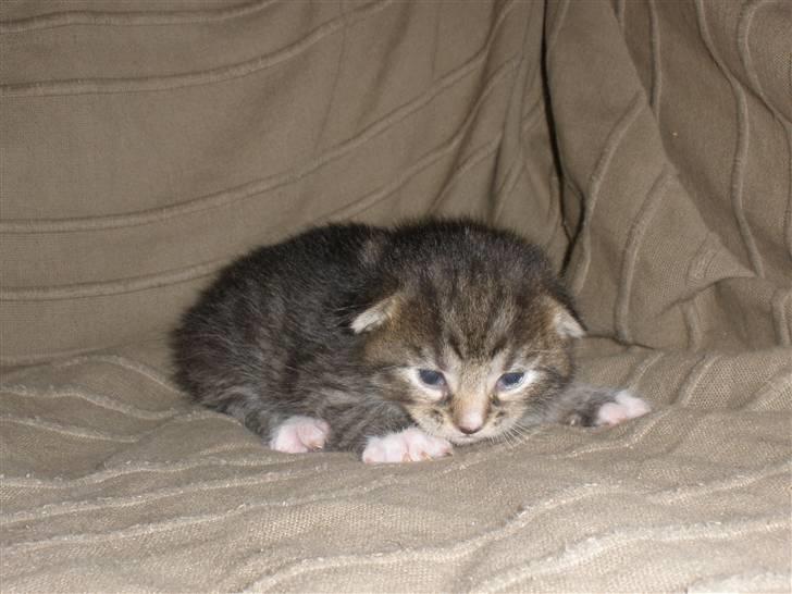 Huskat Ponyo's Yuki (Solgt) - D. 8/9-10 - Foto: SR billede 5