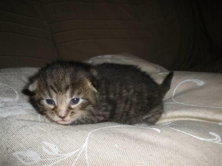 Huskat Ponyo's Yuki (Solgt) - D. 8/9-10 - Foto: SR billede 6