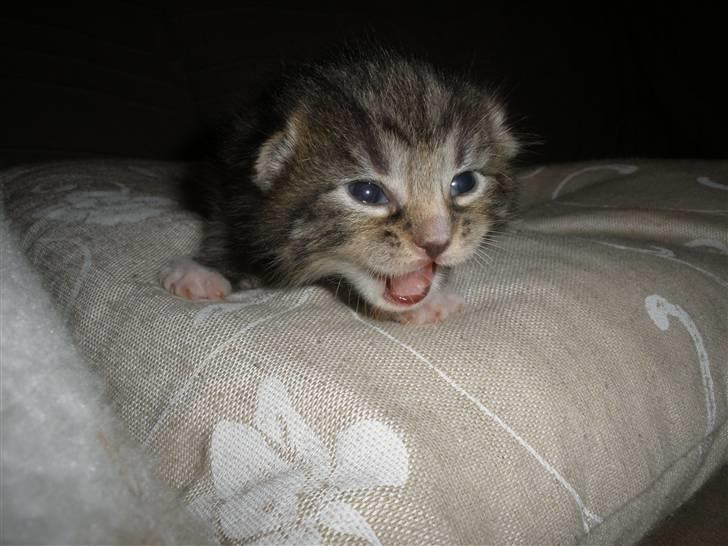 Huskat Ponyo's Yuki (Solgt) - D. 8/9-10 - Foto: SR billede 7