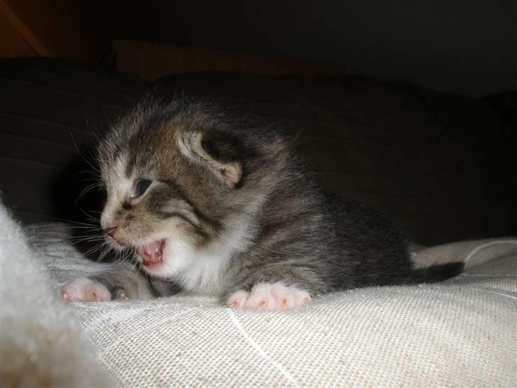 Huskat Ponyo's Yuki (Solgt) - D. 8/9-10 - Foto: SR billede 8