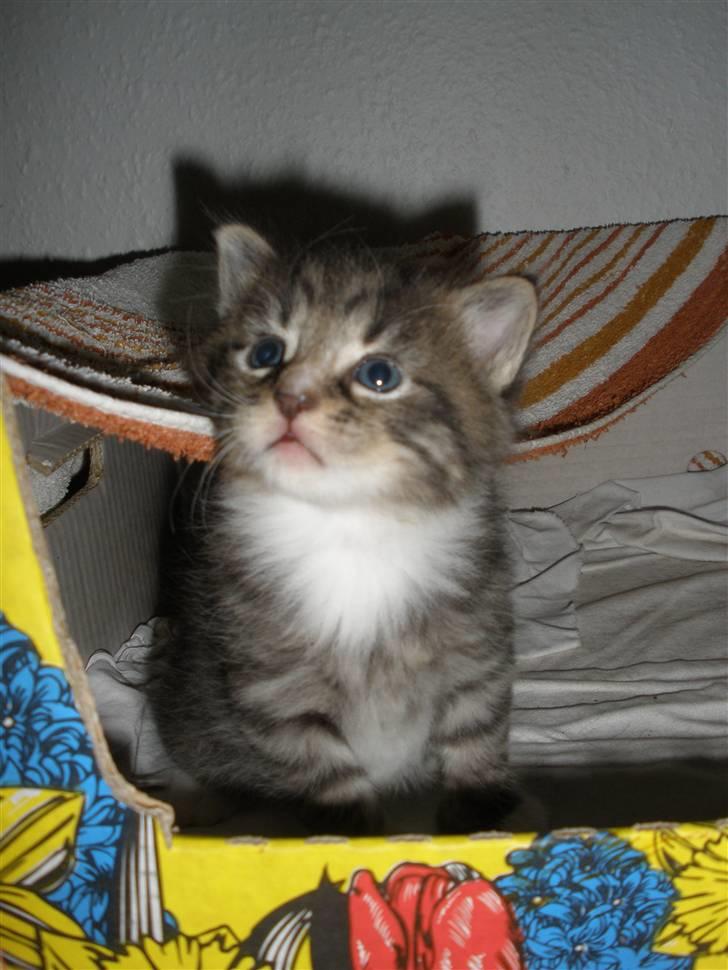 Huskat Ponyo's Yuki (Solgt) - D. 20/9-10 - Foto: SR billede 9