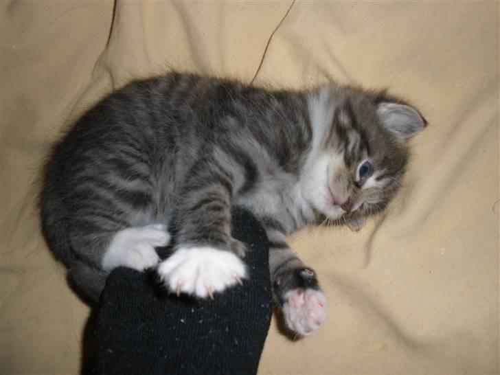 Huskat Ponyo's Yuki (Solgt) - D. 20/9-10 - Foto: SR billede 10