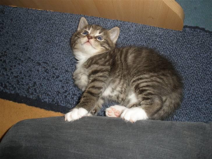 Huskat Ponyo's Yuki (Solgt) - D. 27/9-10 - Foto: SR billede 11