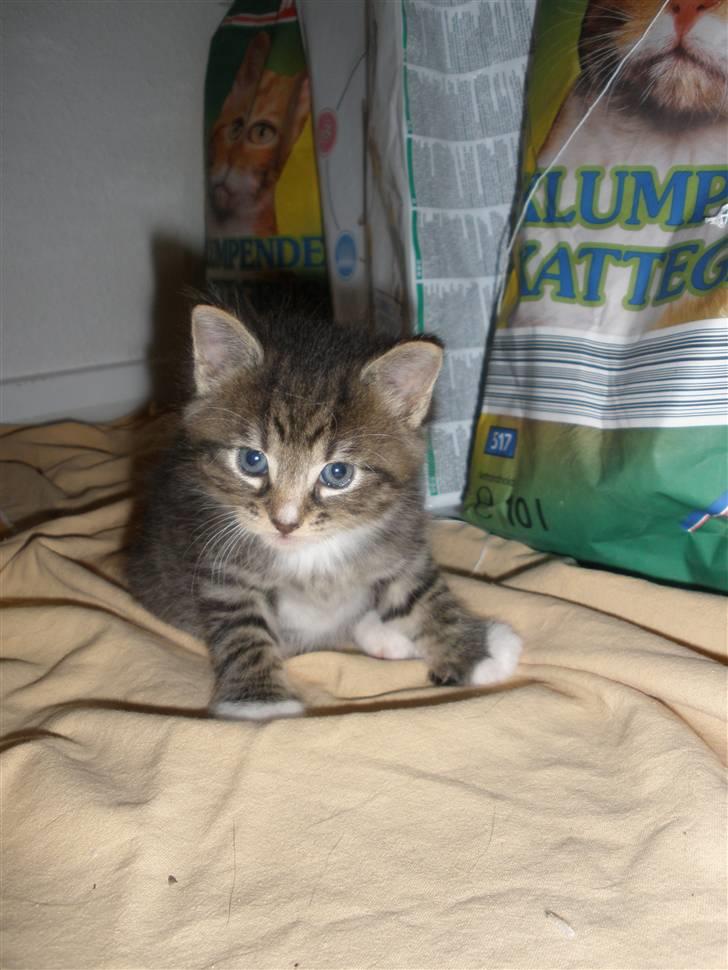 Huskat Ponyo's Yuki (Solgt) - D. 27/9-10 - Foto: SR billede 12