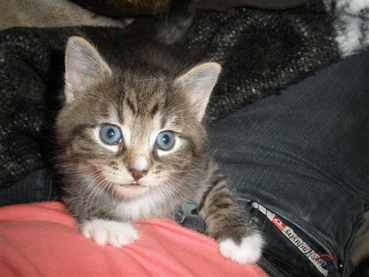 Huskat Ponyo's Yuki (Solgt) - D. 27/9-10 - Foto: SR billede 13